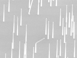 Gold nanowires under SEM Gold nanowires