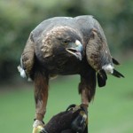 GoldenEagle Golden eagle - one of the lost species