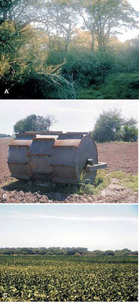 Soy_forest Forest cleared for soybean cultivation