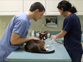 Cats at the vet could be spreading MRSA A cat is examined by a vet and veterinary nurse
