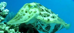 Camouflage in the eyes of the beholder