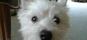 ‘Guilty’ Dog look, all in the owners imagination