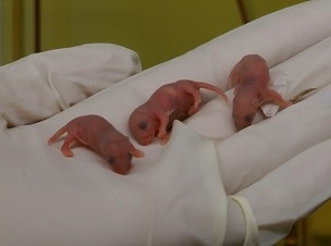 A picture of newborn mice
