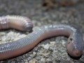 Earthworm